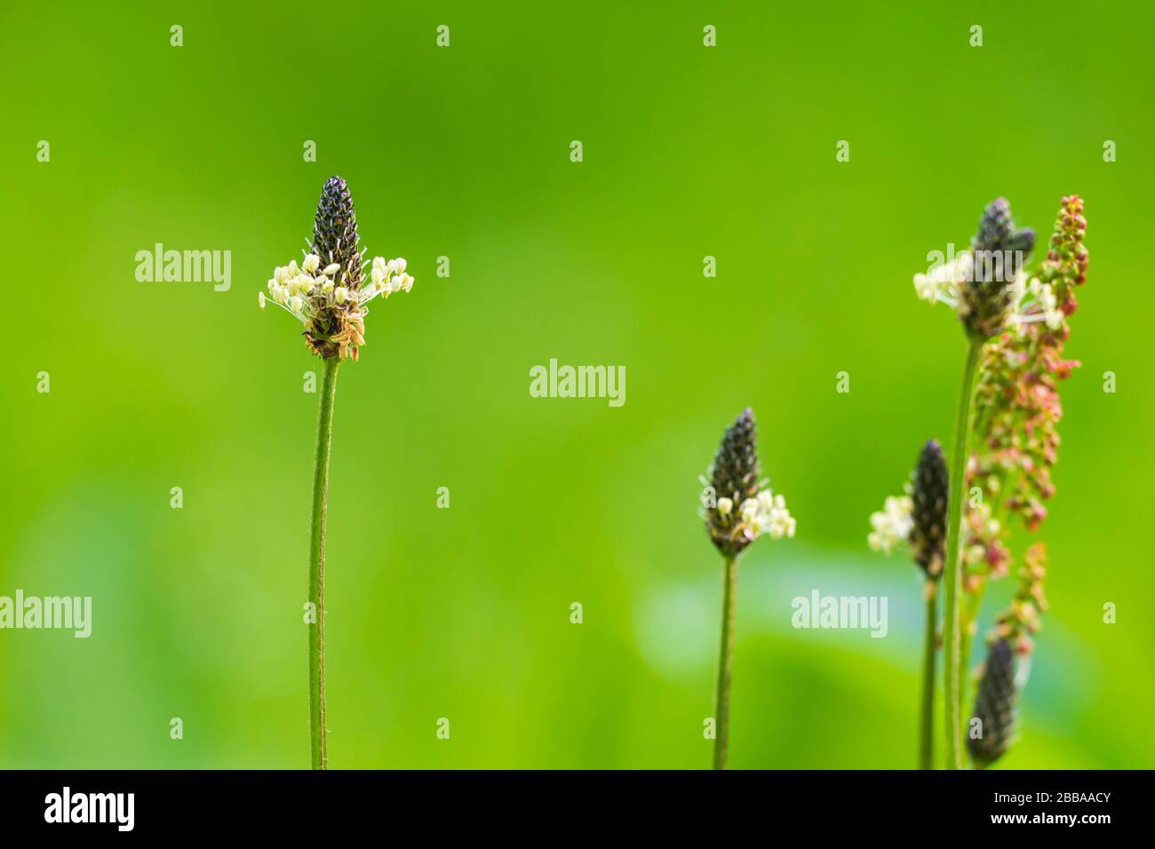 Plantago lanceolata ribwort plantain, pianta a foglia stretta, plantano inglese, ribleaf o agnello lingua fiore closeup. Questa pianta è considerata come un Foto Stock