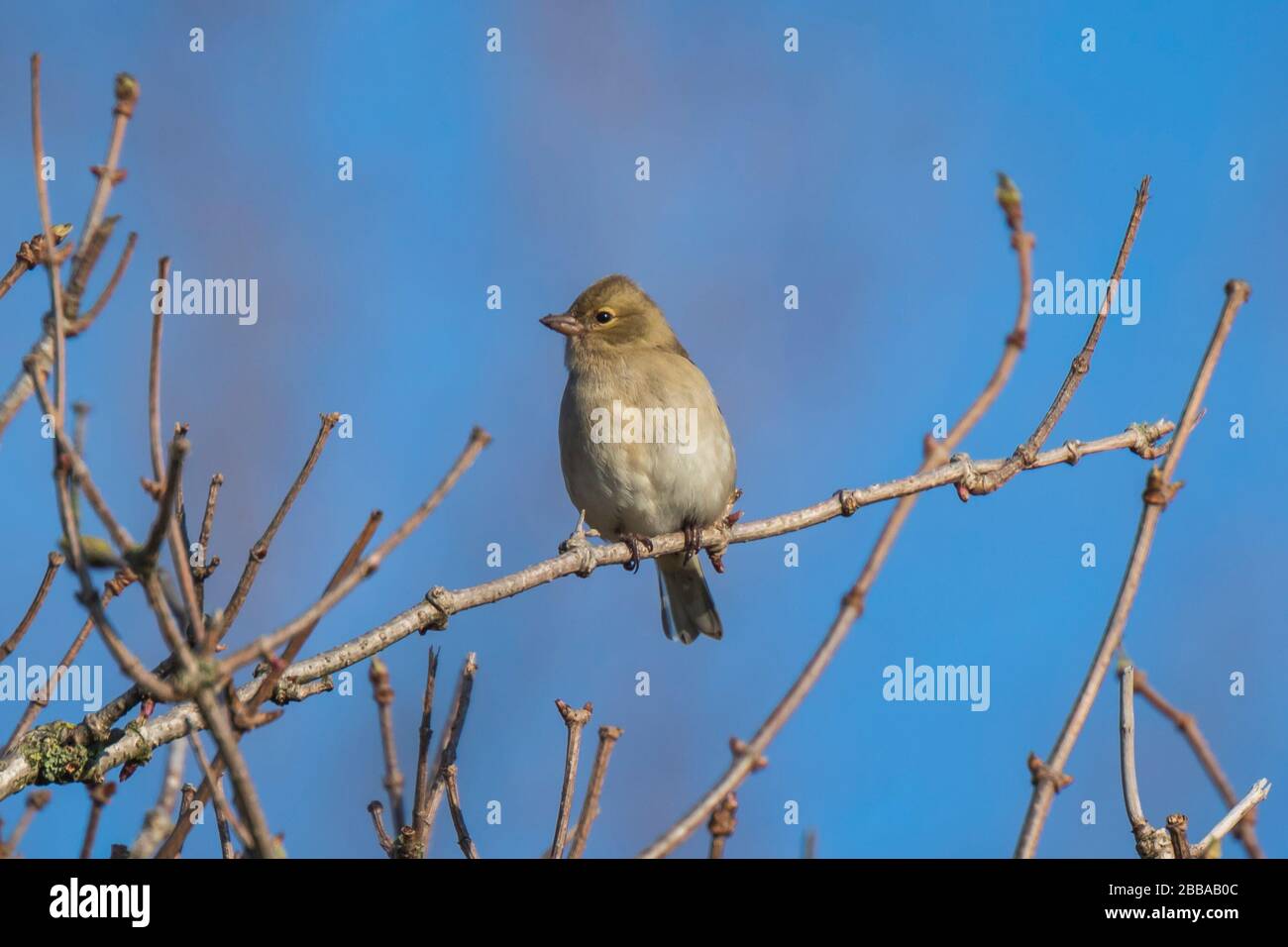 Primo piano di una femmina di fringuello, Fringilla coelebs, arroccato in una struttura ad albero Foto Stock