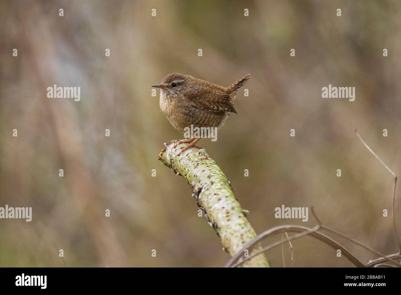 Eurasian Wren Troglodytes troglodytes uccello che canta in una foresta durante la stagione primaverili di allevamento in una foresta Foto Stock