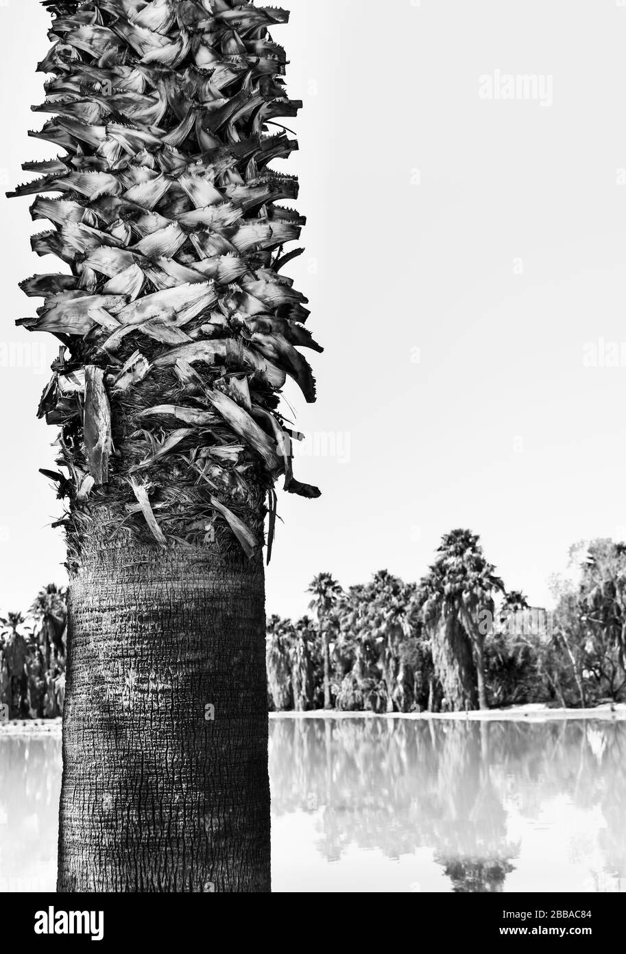Primo piano di fan Palm tree tronco con superficie facilmente fessurata, fibre e perso fronde cicatrici prima di un laghetto riflettente con palme a distanza Foto Stock