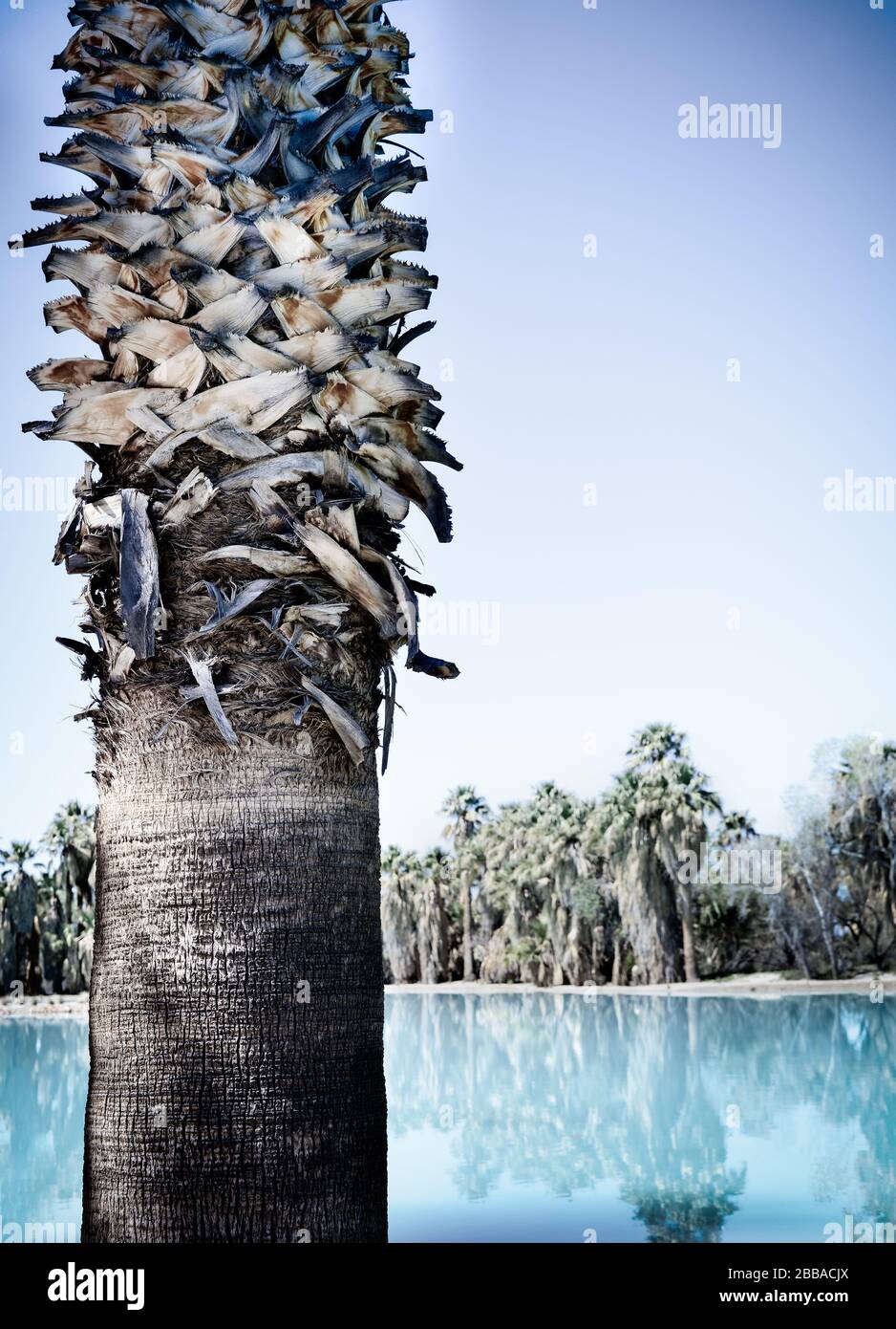 Primo piano di fan Palm tree trunk con superficie facilmente fessurata, fibre e cicatrici frontali perse prima di un laghetto acqua riflettente con palme a distanza Foto Stock