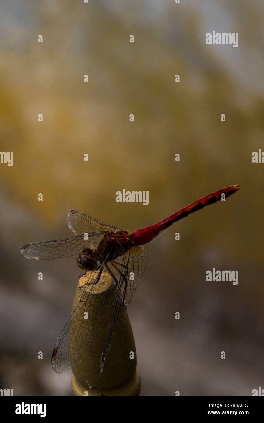 Libellula rossa Foto Stock