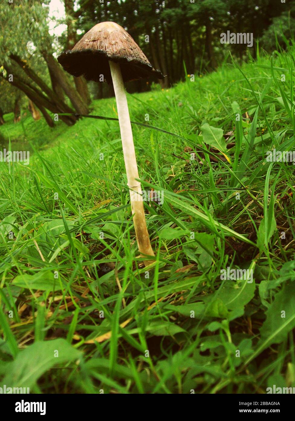 Lonely Mushroom nel Parco Verde Foto Stock