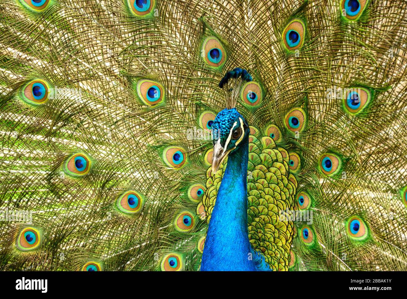 Peacock (Phasianidae), Beacon Hill Park, Victoria, Vancouver Island, BC, Canada Foto Stock