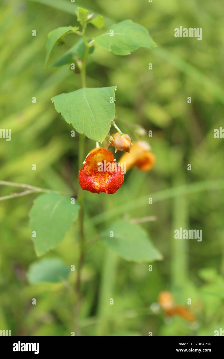 A Miami Woods, Morton Grove, Illinois, fioriscono orefici di alghe arancioni Foto Stock