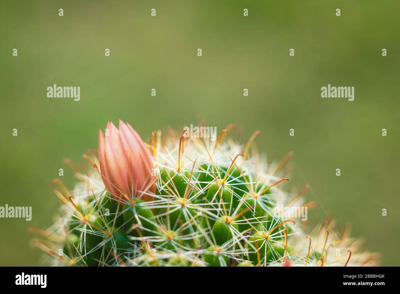 Primo piano macro di bellissimi fiori di cactus arancio con spine cactus bianche su sfondo verde cactus. Foto Stock