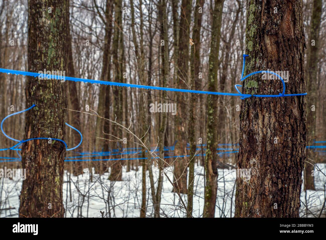 Raccogliere acero sap in primavera. Moderna collezione di sciroppo d'acero con tubi blu in una foresta in Quebec. Canada. Messa a fuoco selettiva. Orientamento orizzontale. Foto Stock