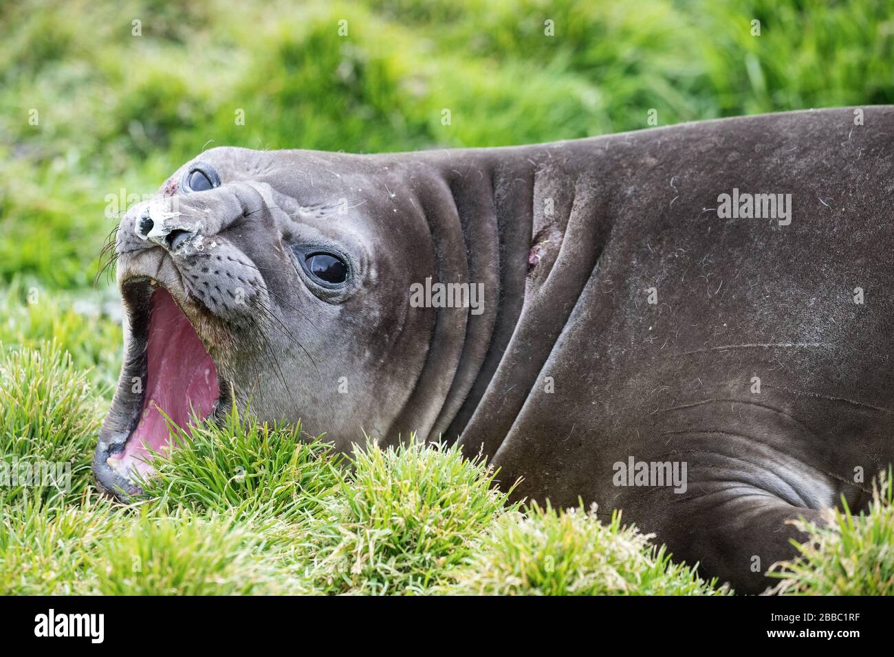 Southern Elephant Seal con aperto Foto Stock