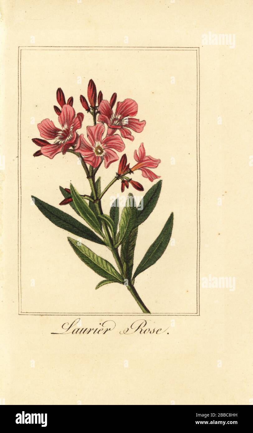 Oleandro, Laurier-Rose, Nerium oleander. Incisione su copperplate colorata a mano dopo un'illustrazione di Pancrace Bessa dal Guirlande de Flore di Charles Malo, Garland of Flowers, Chez Janet, Parigi, 1816. Un libro regalo per le Signore con i botanici miniatura fine di Bessa, uno dei grandi pittori francesi di fiori del 19th secolo. Foto Stock