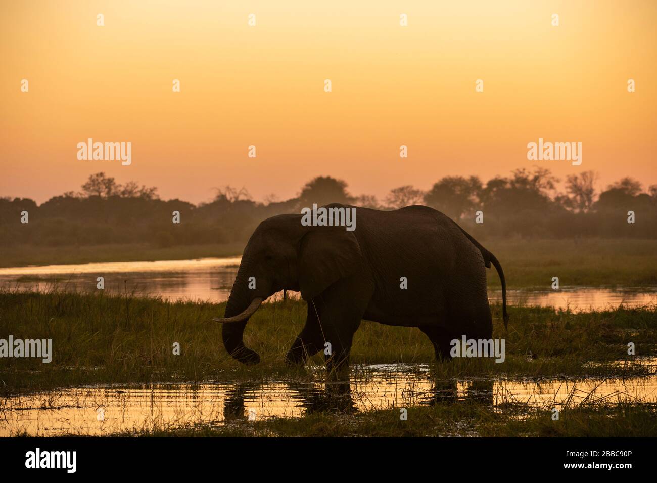 Elefante africano (Loxodonta africana), Khwai Conservation Area, Okavango Delta, Botswana. Foto Stock