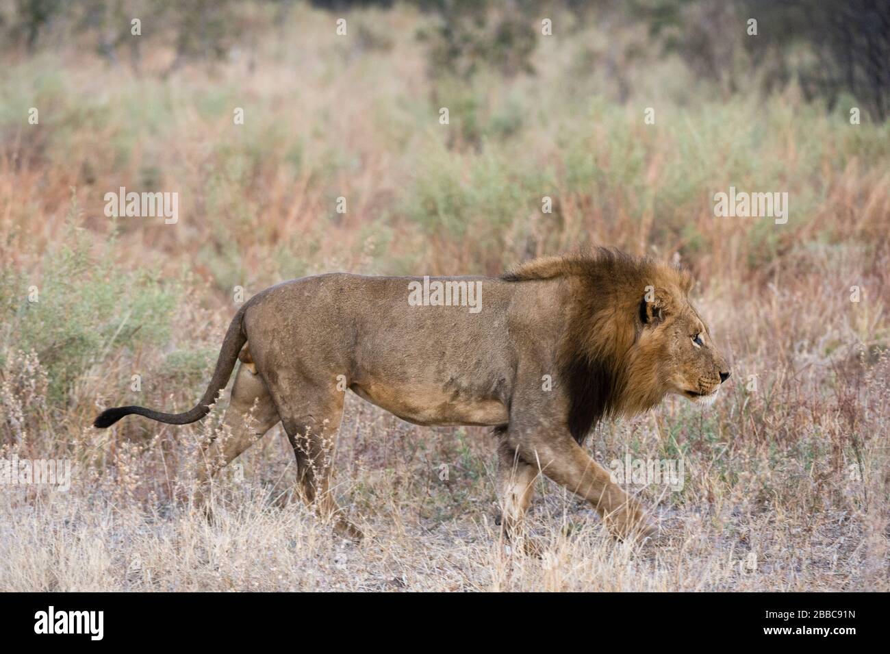 Leone (Panthera leo), Khwai Conservation Area, Okavango Delta, Botswana. Foto Stock