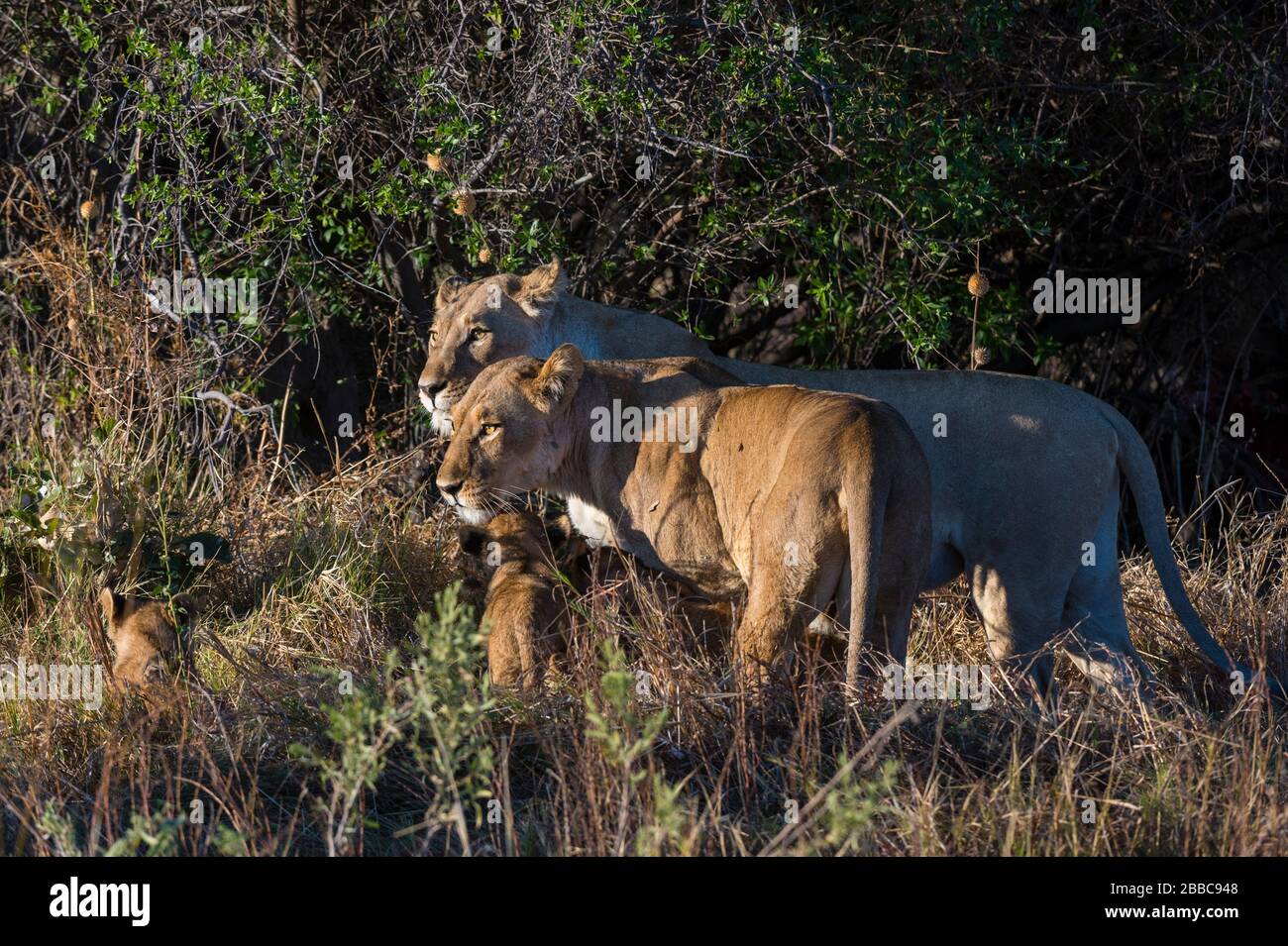 Lions (Panthera leo), Khwai Conservation Area, Okavango Delta, Botswana. Foto Stock