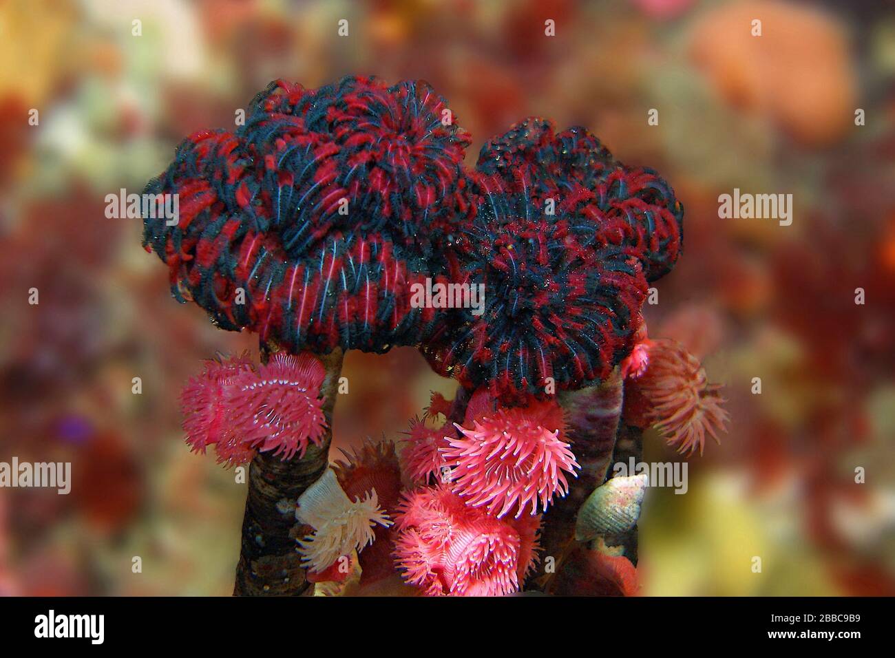 Vermi da piuma (Eudistilia vancouveri), West Race Rocks, stretto di Juan de Fuca, BC Foto Stock