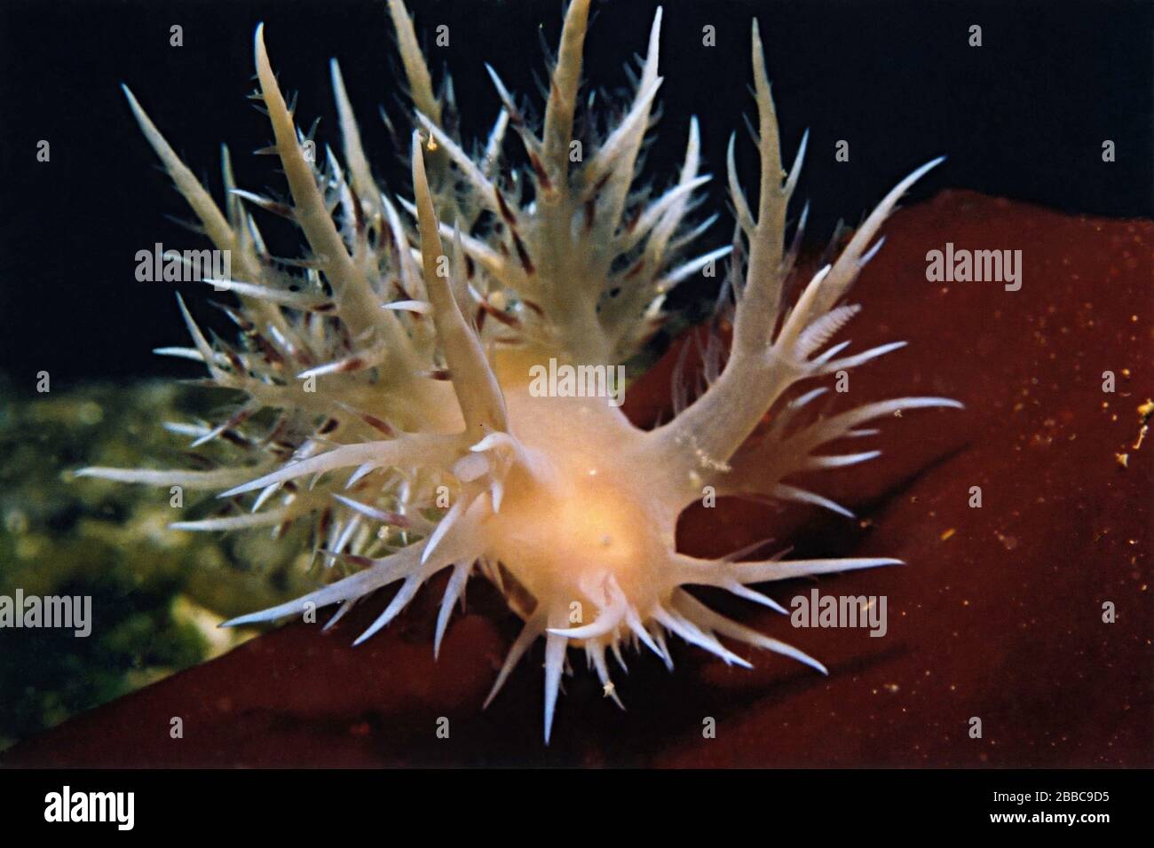 Nudibranch gigante, Dendronotus iris, Gull Rocks, Gabriola Island, BC Foto Stock