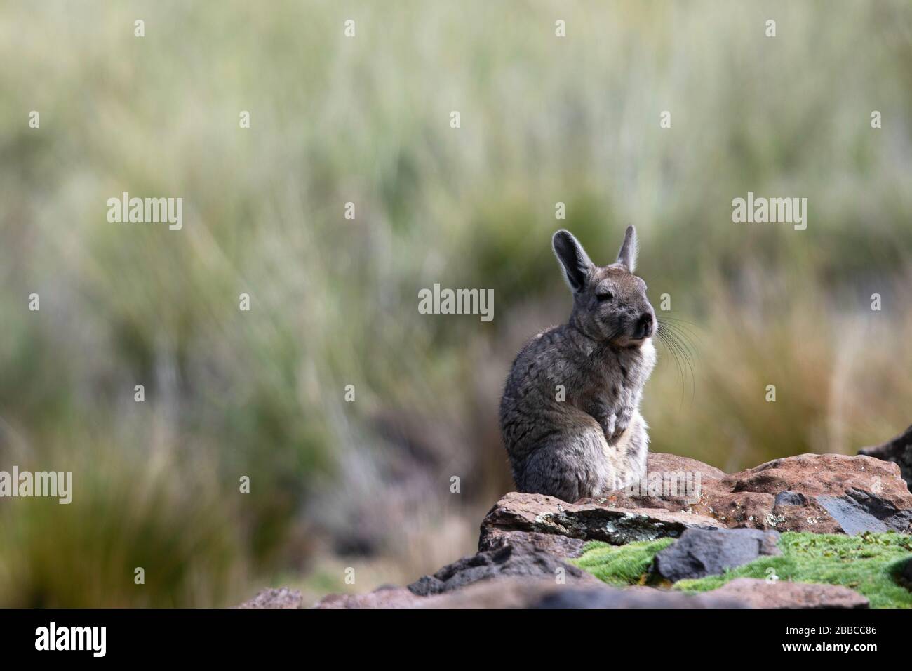 altopiano andino Foto Stock