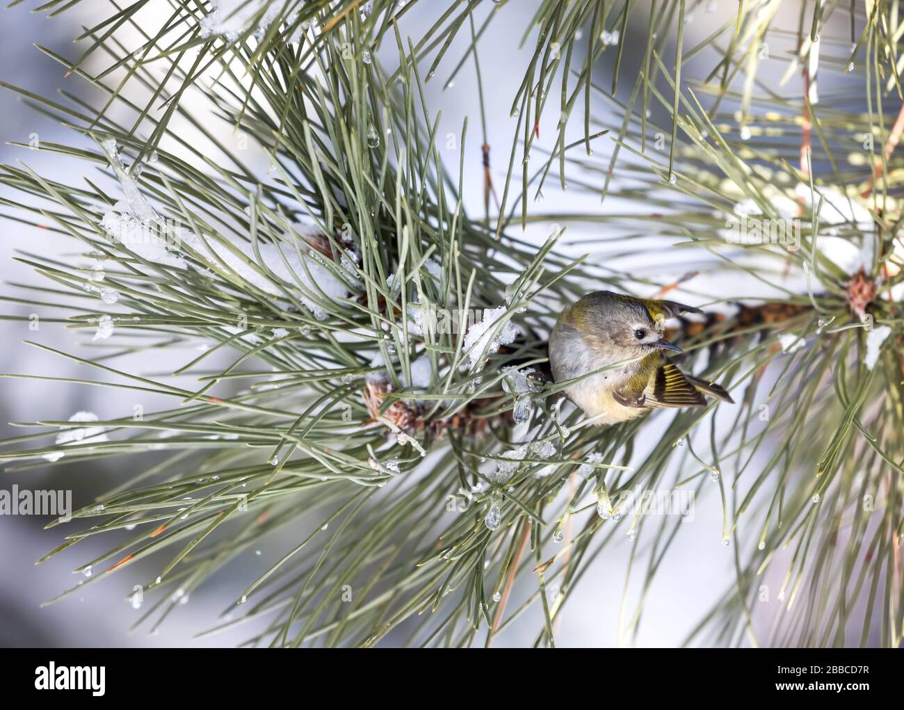 Piccolo uccello Goldcrest al ramo dell'albero nella foresta Foto Stock