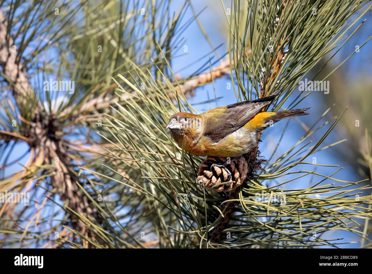 Crossbill seduta sul cono di pino in filiali nella foresta Foto Stock