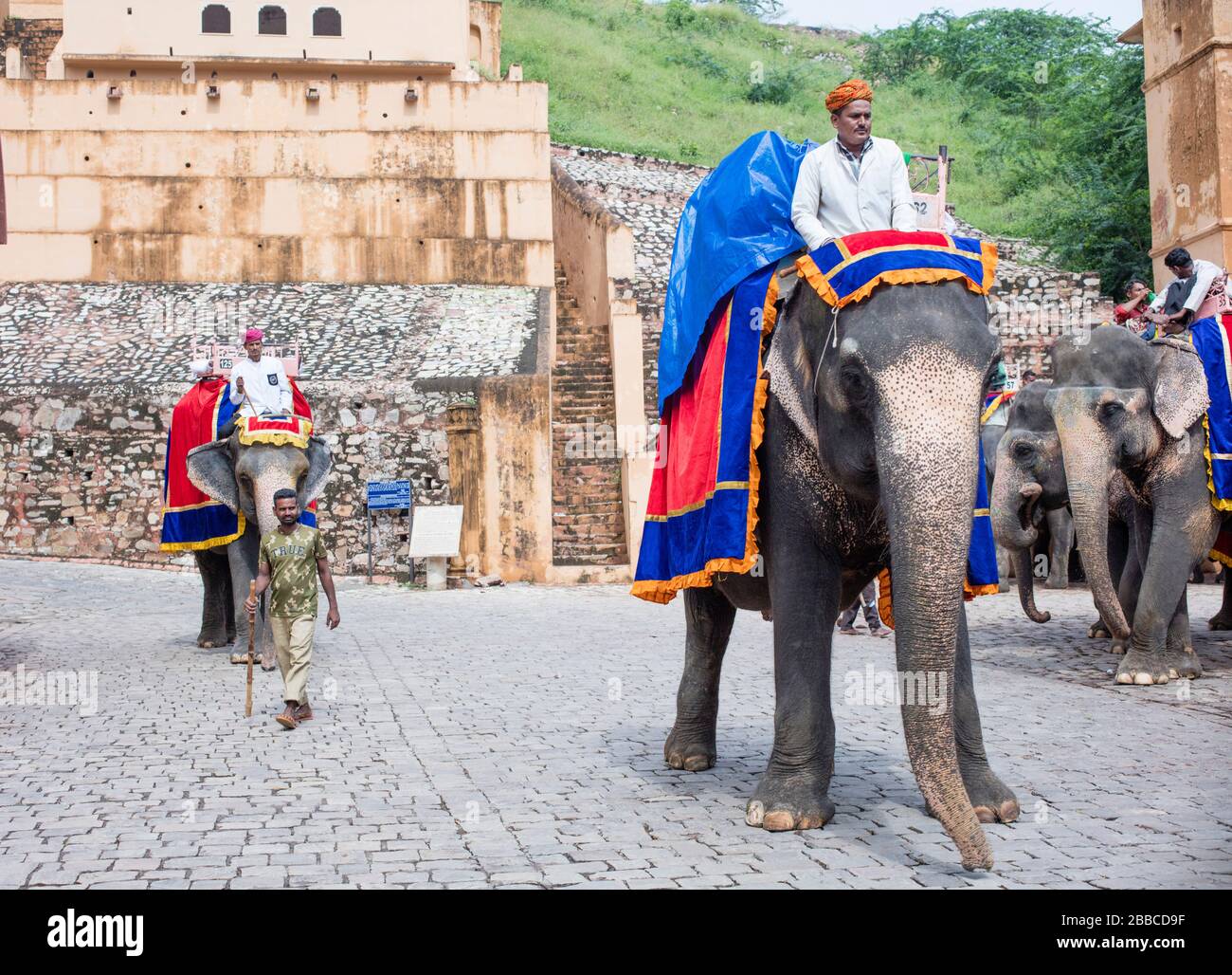 Elefanti al Forte di Amer, Jaipur, Rajasthan, India Foto Stock
