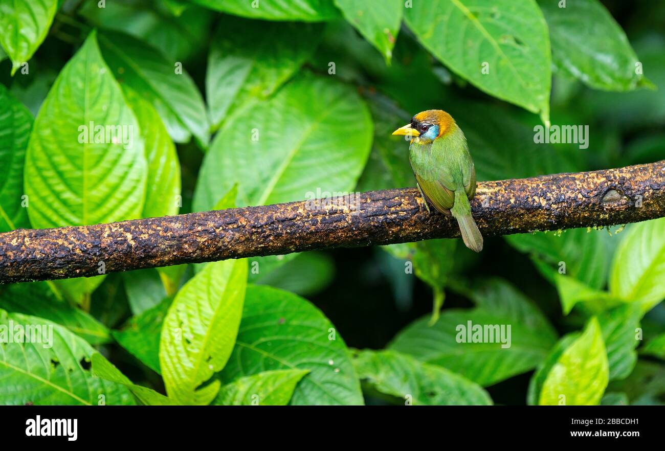 Un uccello della famiglia dei Capitonidae. Fotografato a Mindo, Ecuador. Foto Stock