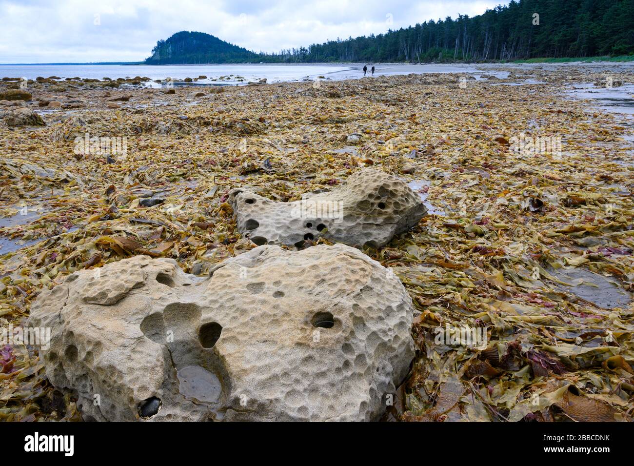 Agate Beach, Graham Island, Haida Gwaii, precedentemente conosciuta come Queen Charlotte Islands, British Columbia, Canada Foto Stock