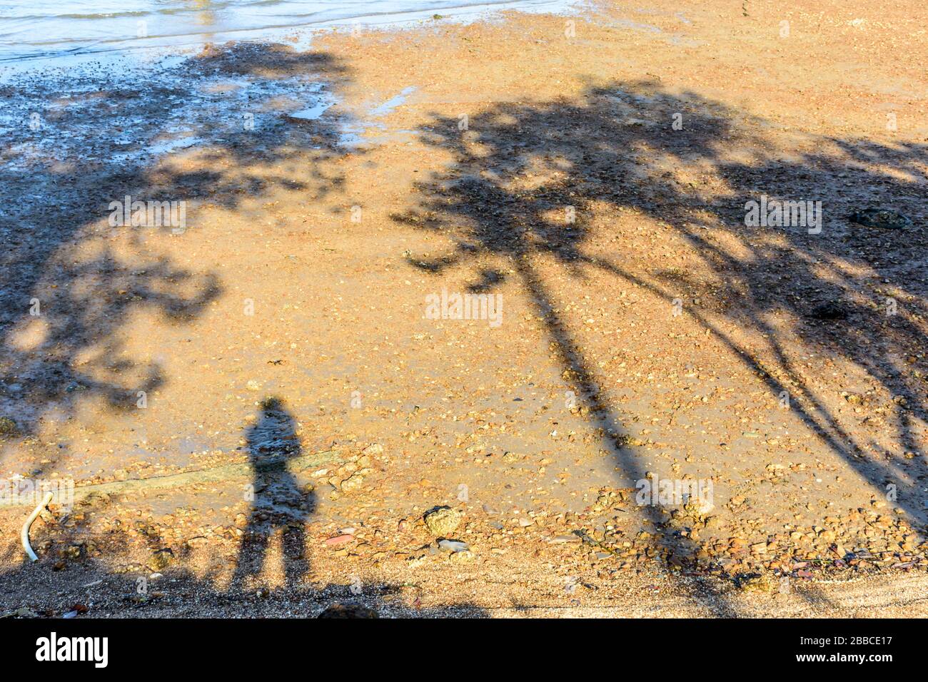 Ombra selfie di sole donne fotografo e albero ombre sulla spiaggia soleggiata Foto Stock