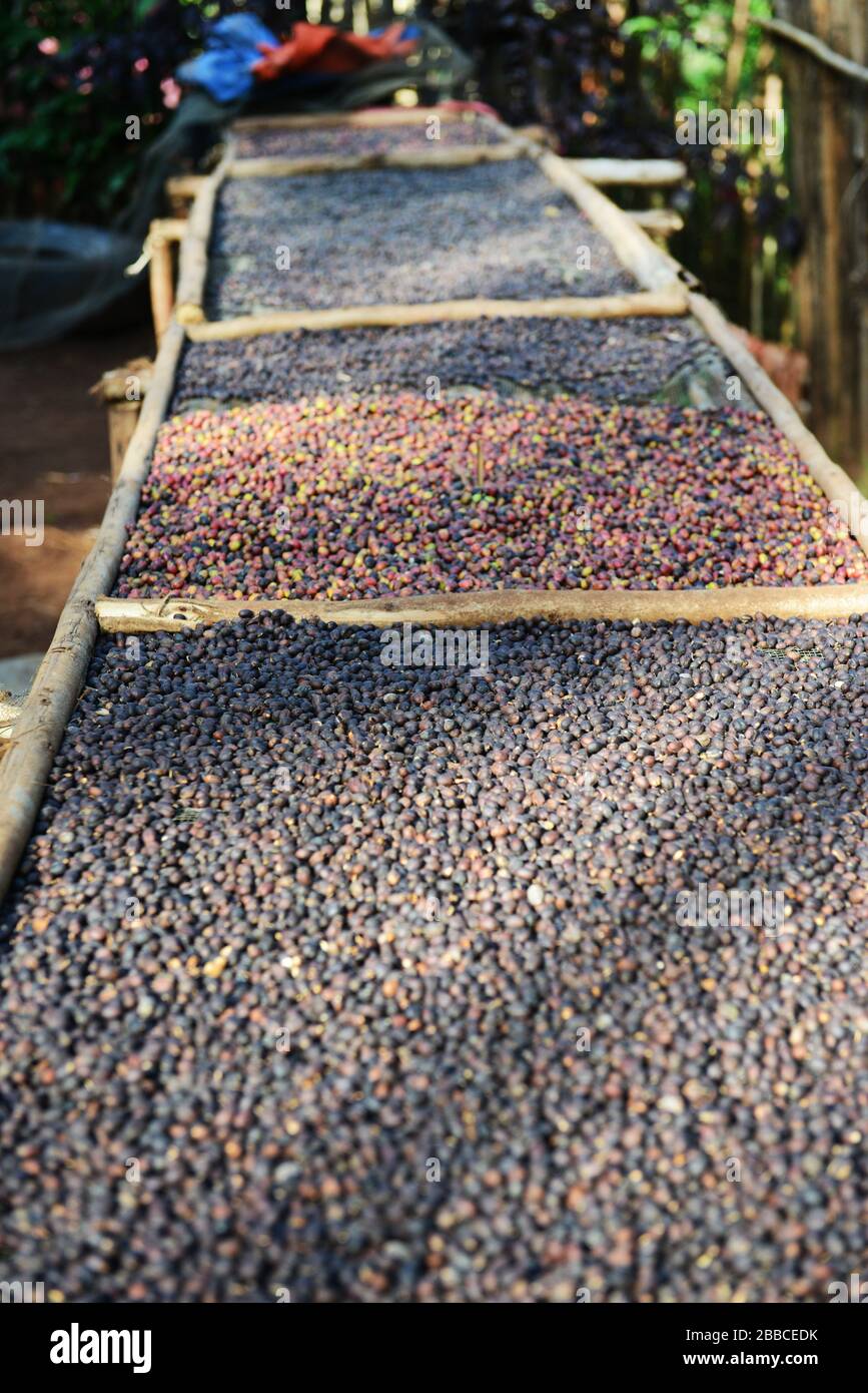 Bacche di caffè che asciugano il sole in una piccola tenuta di caffè in Wushwush, Etiopia. Foto Stock