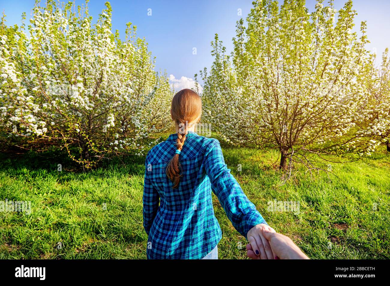 Donna con capelli rossi mentre tiene il suo amico a mano e conduce al giardino con fiori di ciliegio alberi di sunrise Foto Stock