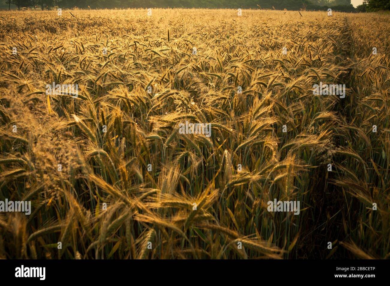 Campo di grano nella mattina presto. Orecchie dorate di grano sole. Telaio completo di feald di grano Foto Stock