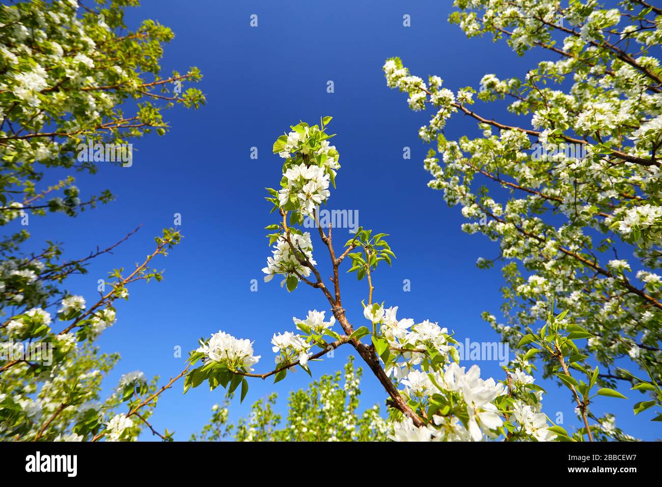 Bella la fioritura dei ciliegi nel periodo primaverile al cielo blu Foto Stock