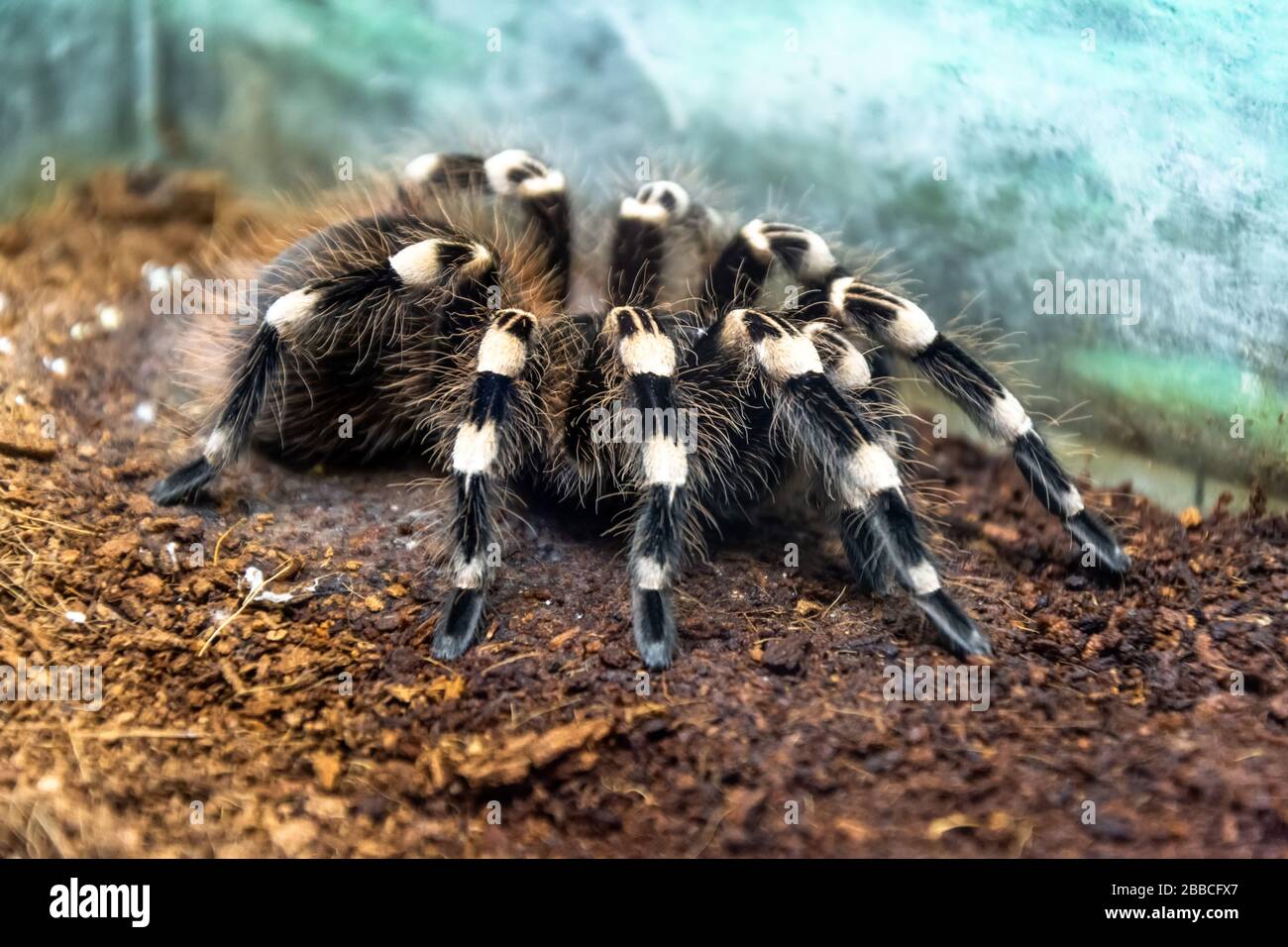 Enorme bianco brasiliano tarantula lanuginoso ragno peloso si siede a terra, vista laterale Foto Stock