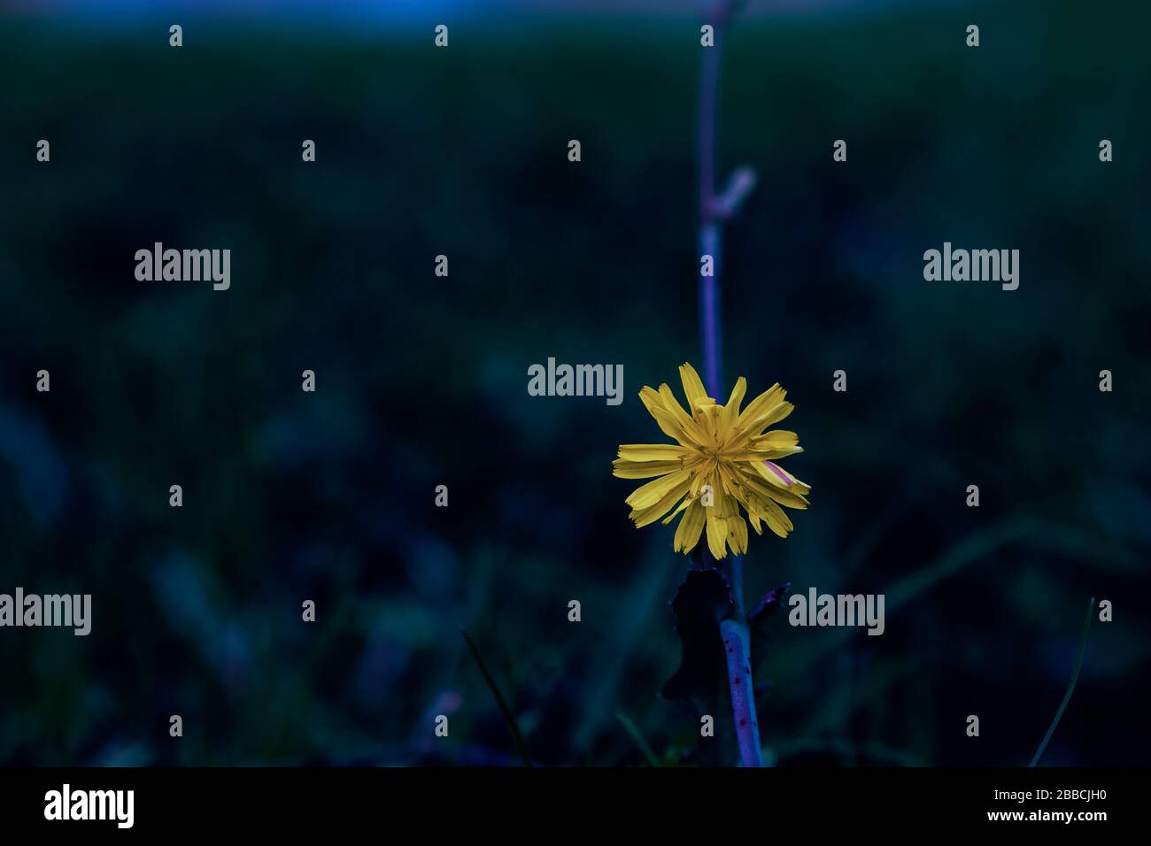 Bel fiore giallo piccolo su sfondo drammatico. Foto Stock