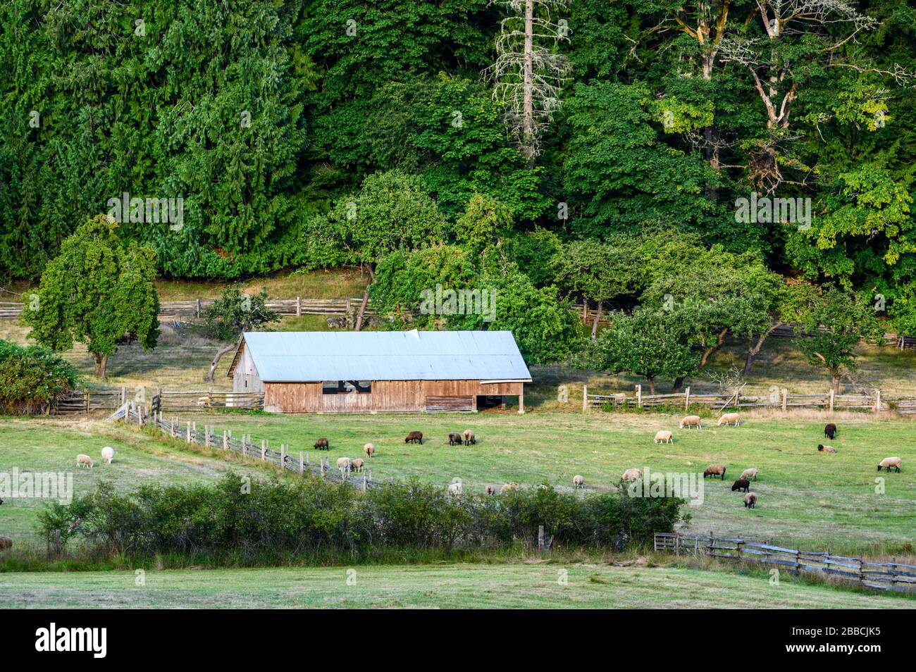 Pecora (Ovis aries) su Salt Spring Island, Gulf Islands, BC, Canada Foto Stock