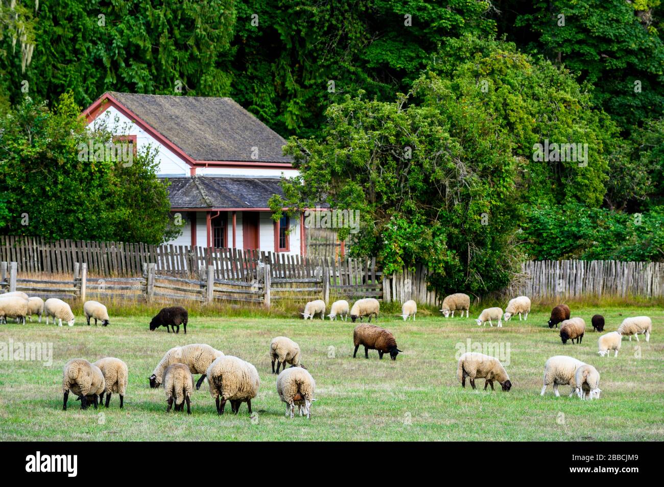Pecora (Ovis aries) su Salt Spring Island, Gulf Islands, BC, Canada Foto Stock