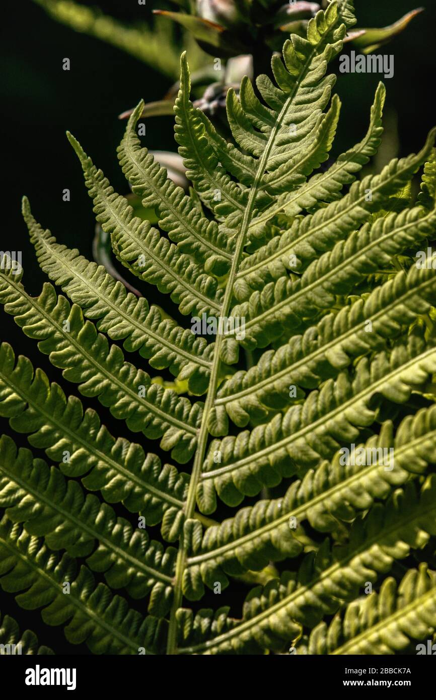 Foglia di felce close up Foto Stock