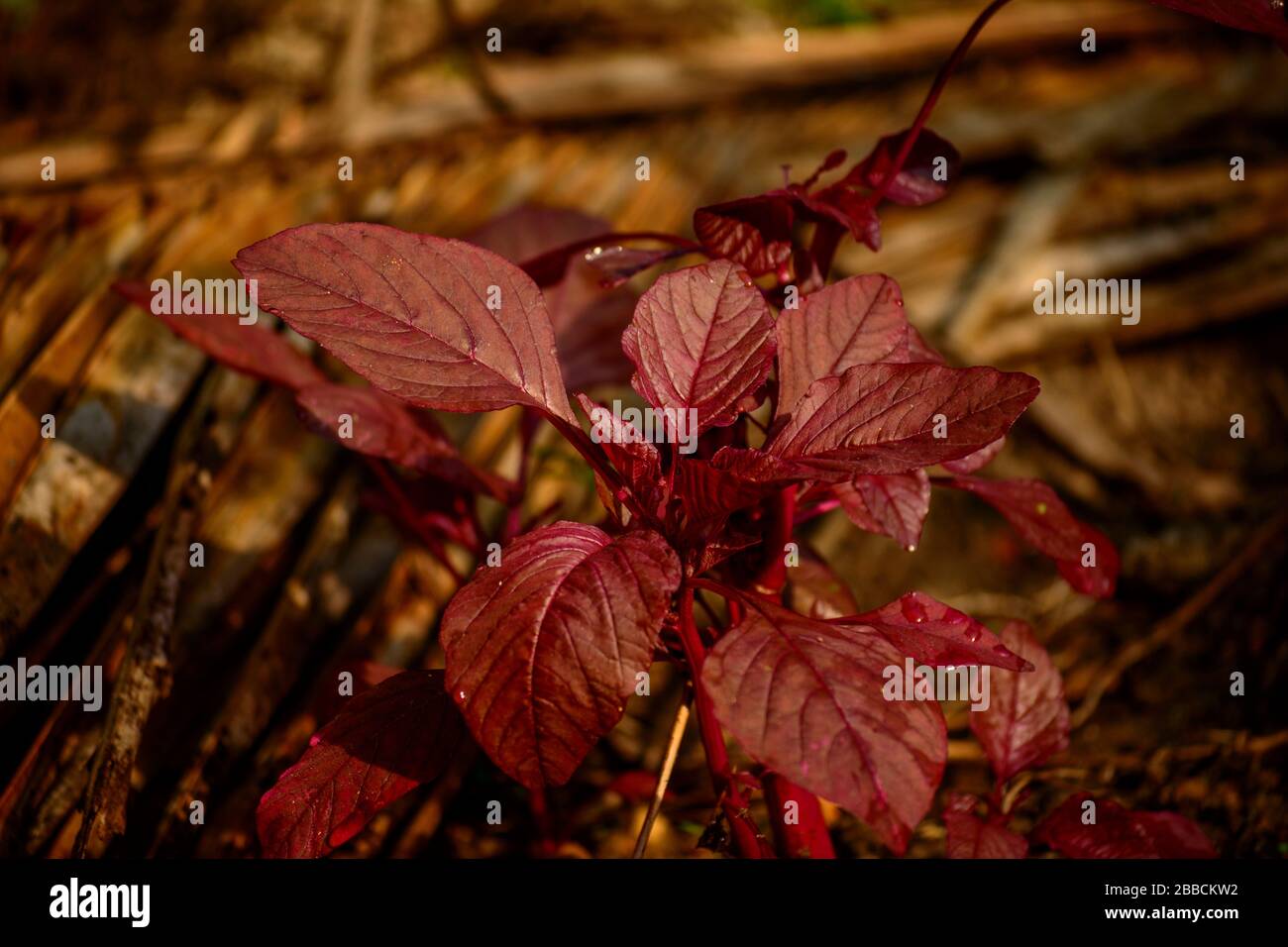Spinaci rossi, Amaranthus dubius, Foto Stock