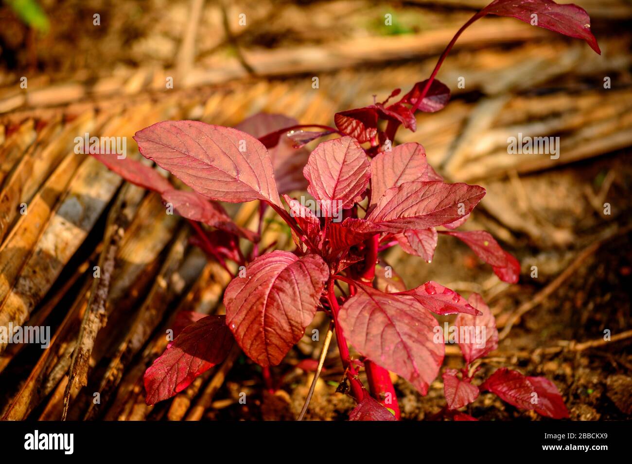 Spinaci rossi, Amaranthus dubius, Foto Stock