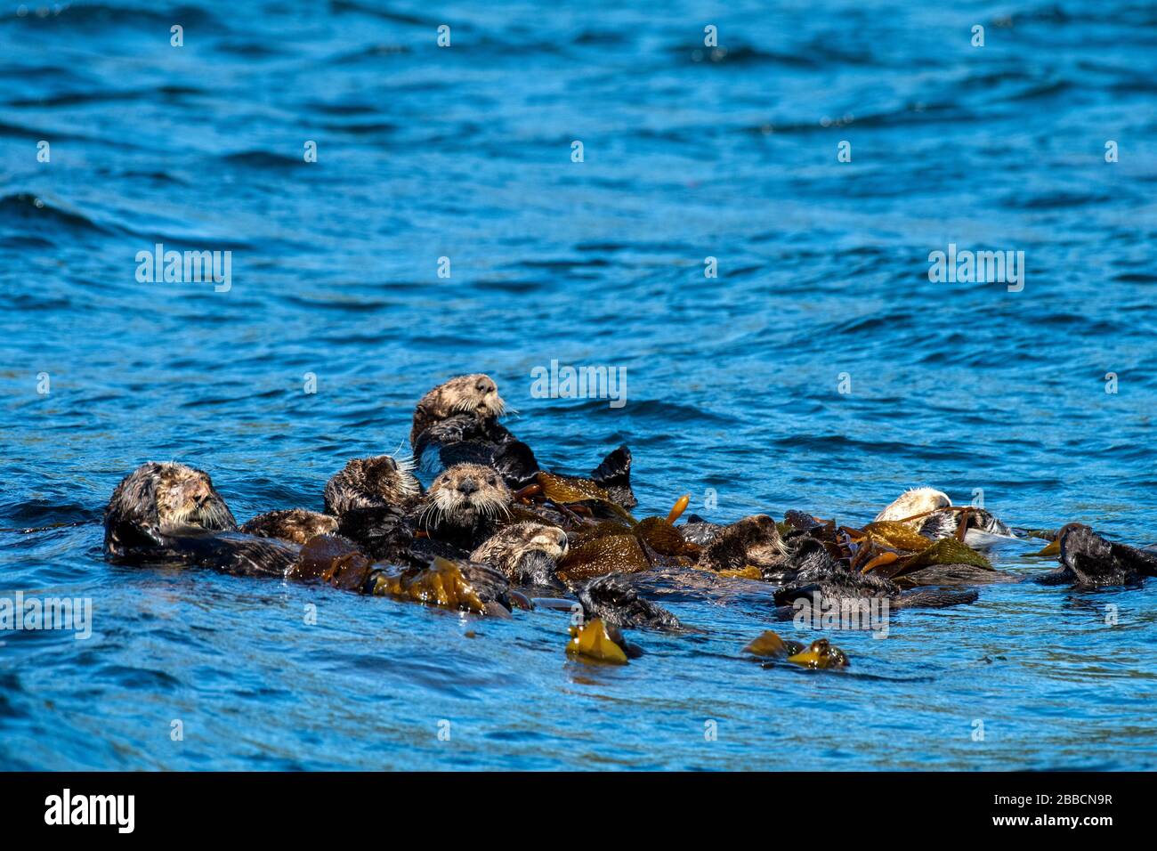 Lontre marine (Enidra lutris), Quatsino Sound, Port Alice, Vancouver Island, BC, Canada Foto Stock