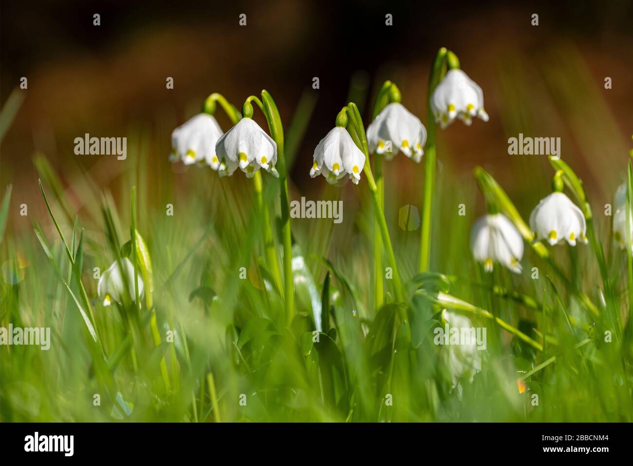 I fiocchi di neve bianchi (Leucojum vernum) stanno fiorendo nella valle Polenztal Foto Stock