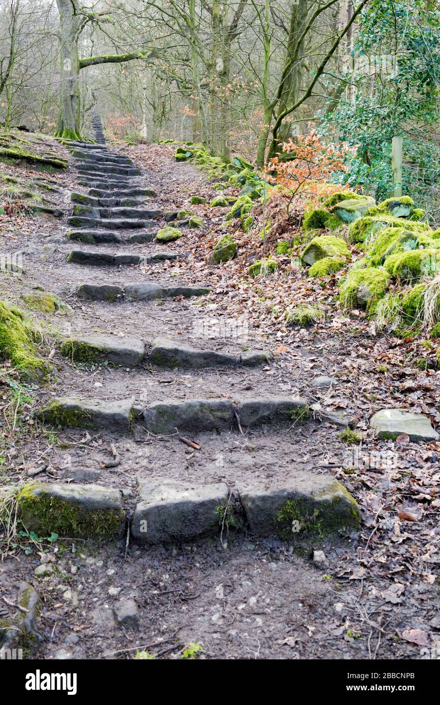 Un vecchio sentiero a gradini che sale attraverso gli alberi del Parco forestale Otley Chevin Foto Stock