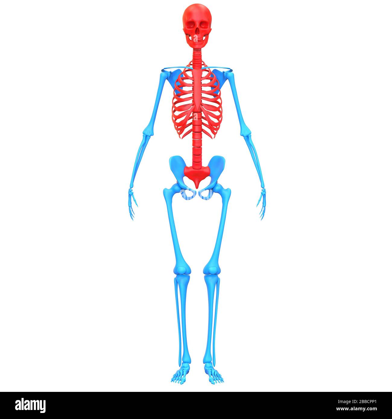 Sistema di scheletro umano rappresentazione 3D dell'anatomia dei giunti ossei assiali del sistema scheletrico umano Foto Stock