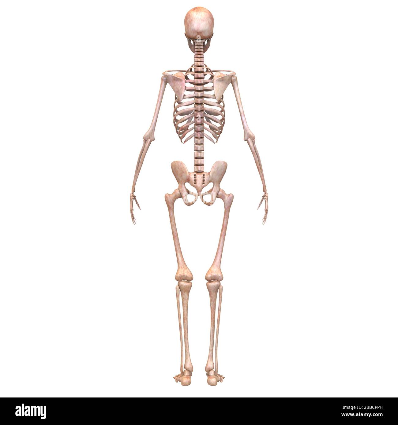 Sistema scheletrico umano dolori articolari ossei Anatomia. 3D Foto Stock