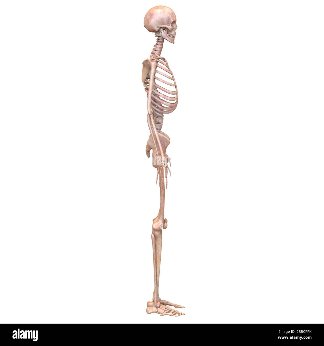 Sistema scheletrico umano dolori articolari ossei Anatomia. 3D Foto Stock