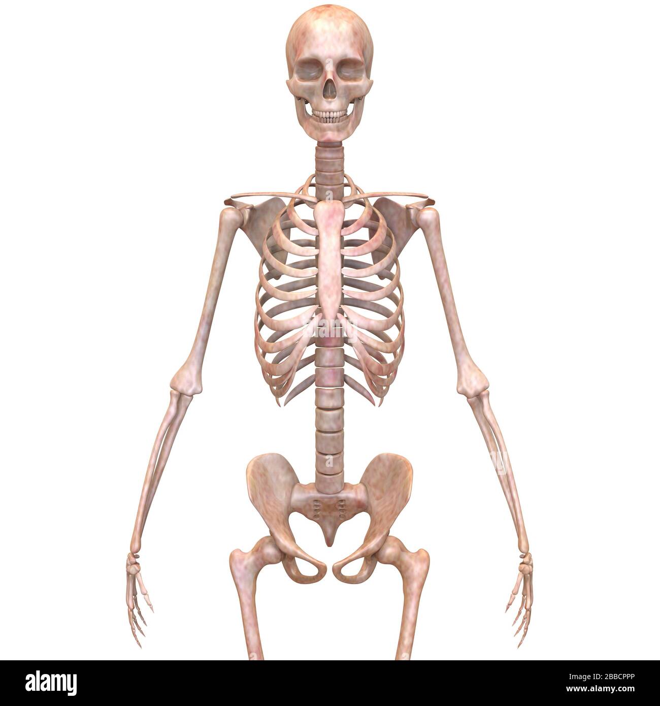 Sistema scheletrico umano dolori articolari ossei Anatomia. 3D Foto Stock