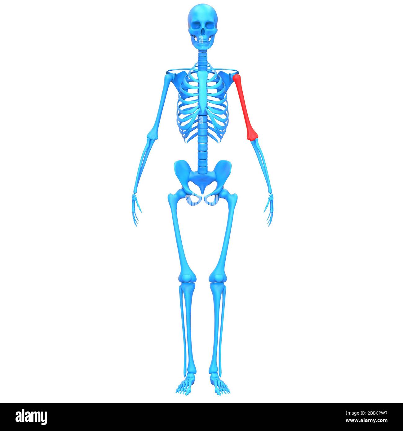 Sistema scheletrico umano Humerus Bone Joints Anatomy X-ray 3D rendering Foto Stock