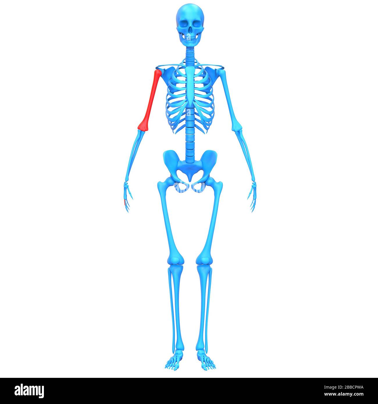 Sistema scheletrico umano Humerus Bone Joints Anatomy X-ray 3D rendering Foto Stock