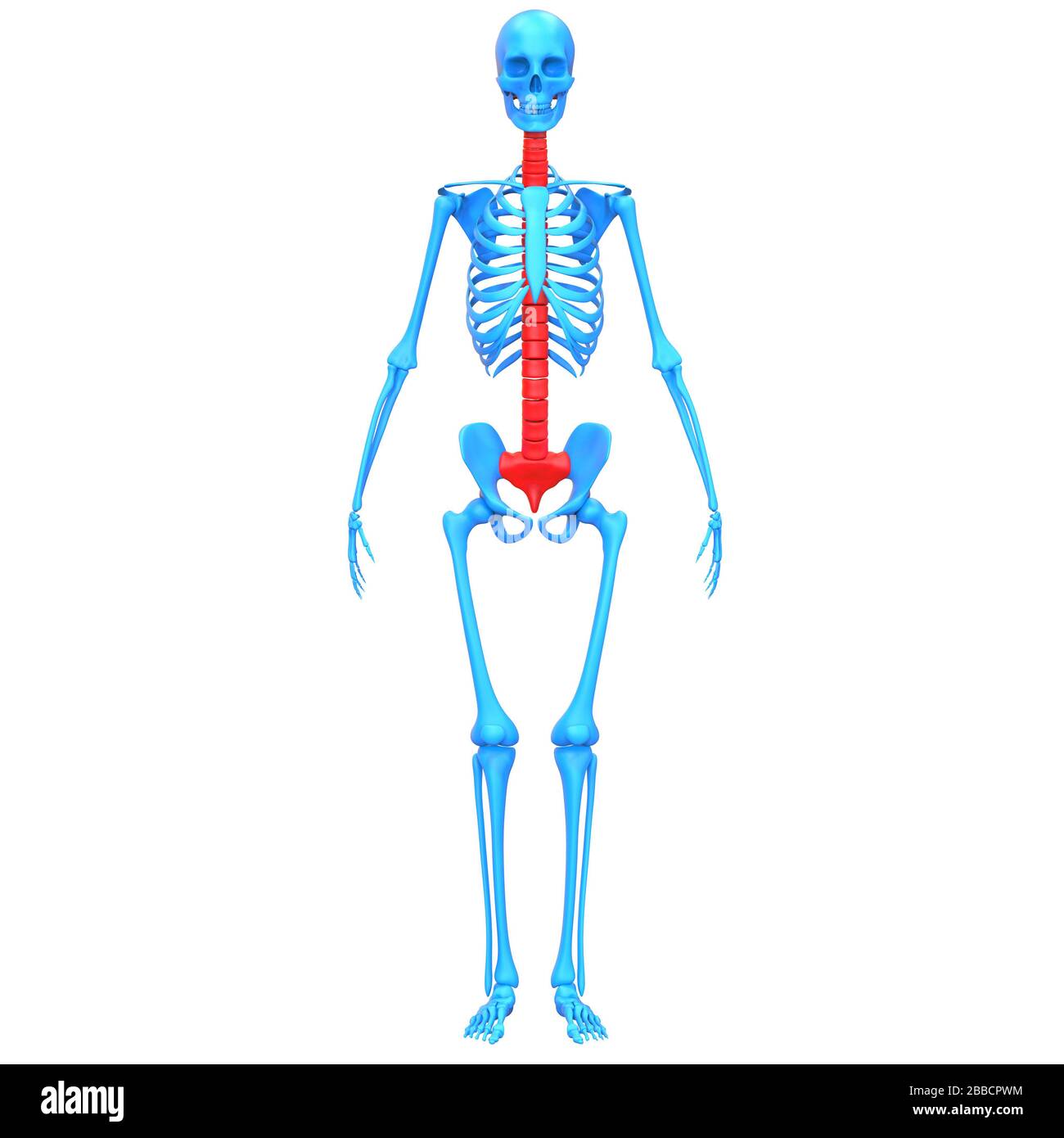 La colonna vertebrale di scheletro umano anatomia del sistema Foto Stock