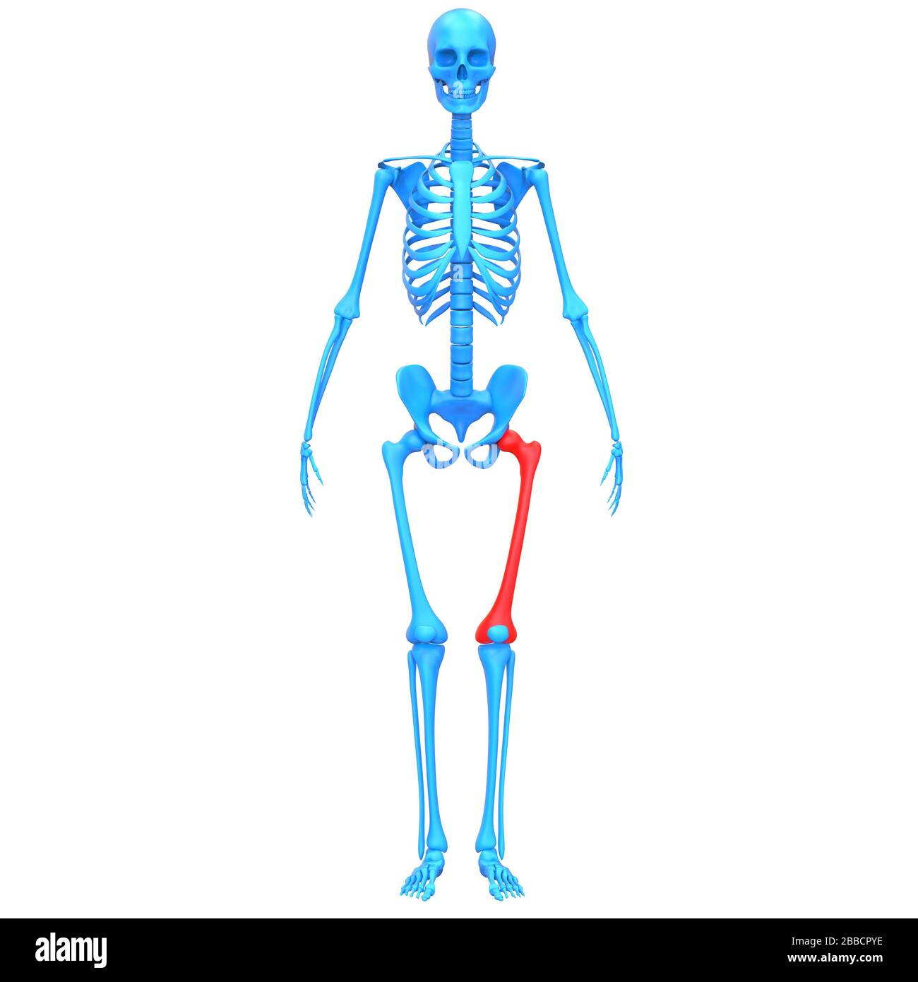 Sistema scheletrico umano giunti ossei femorali anatomia radiografica 3D. Foto Stock