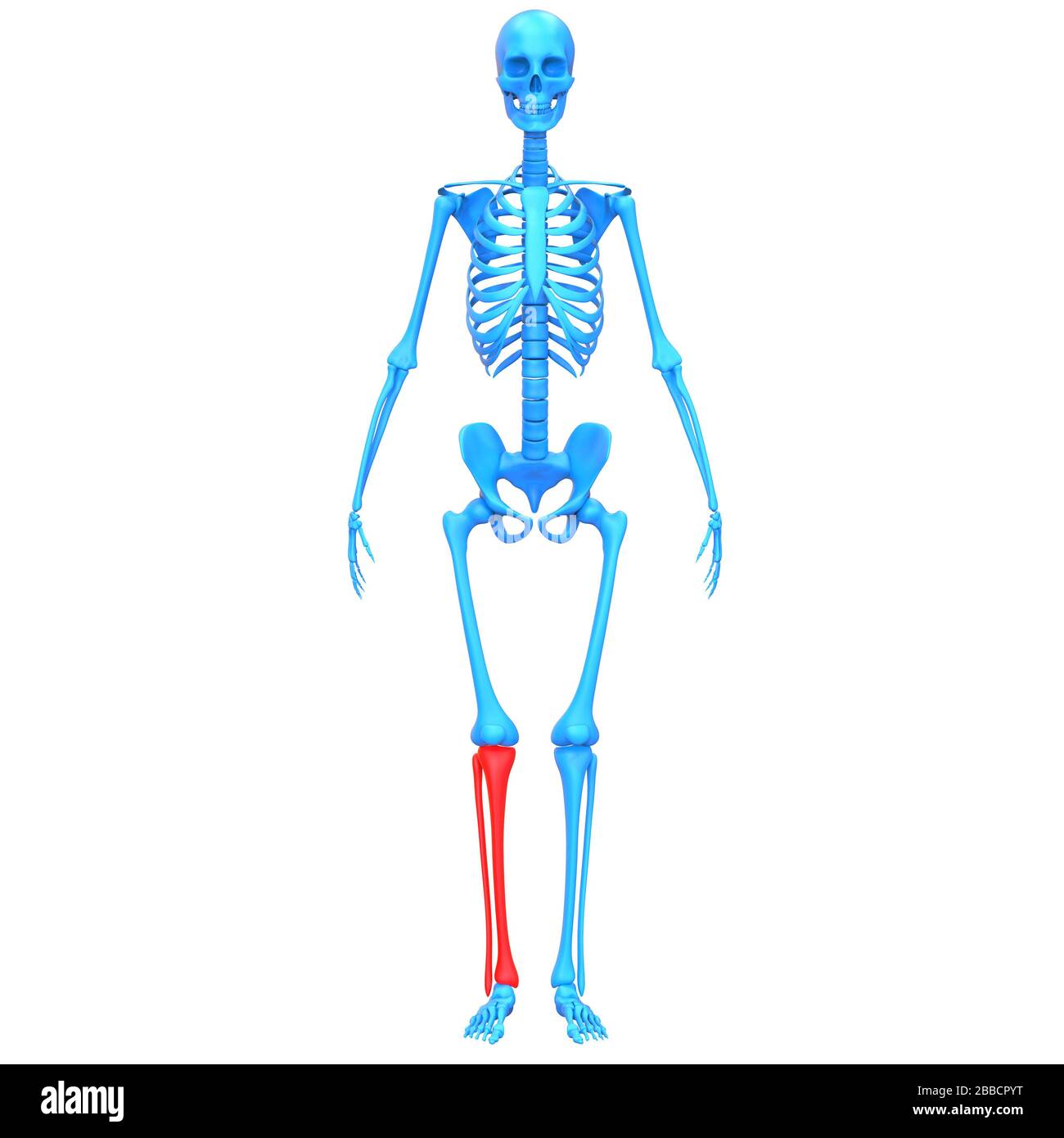 Rappresentazione 3D dell'anatomia radiologica dei giunti ossei del sistema scheletrico umano della tibia e della fibula Foto Stock