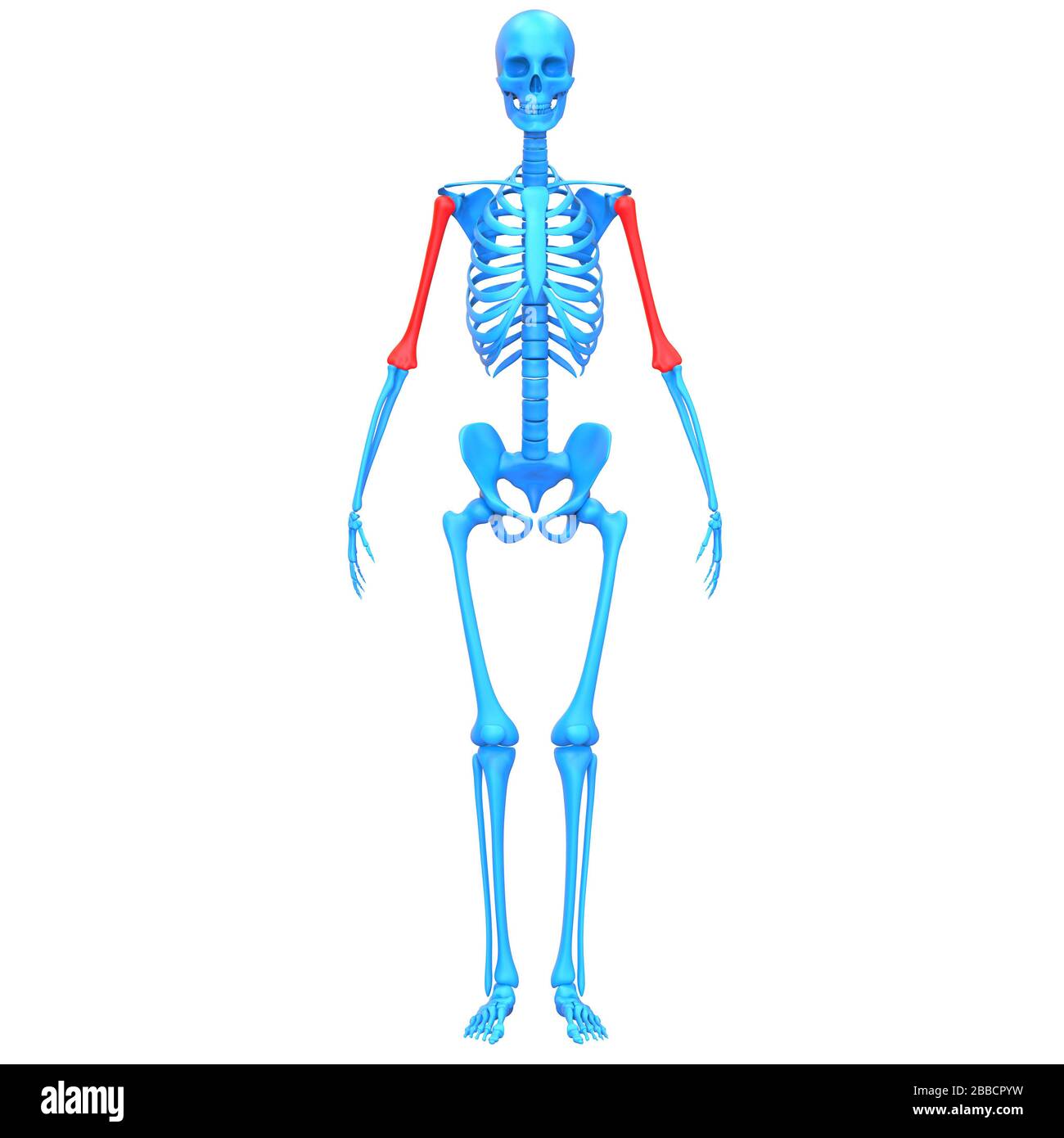 Sistema scheletrico umano Humerus Bone Joints Anatomy X-ray 3D rendering Foto Stock