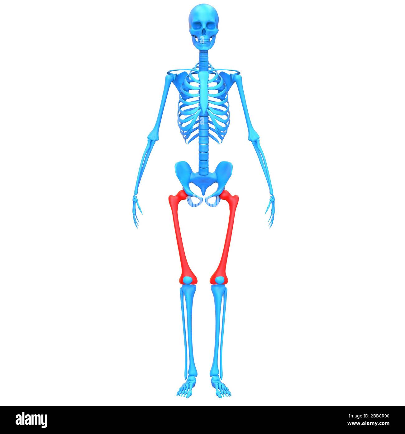 Sistema scheletrico umano giunti ossei femorali anatomia radiografica 3D. Foto Stock